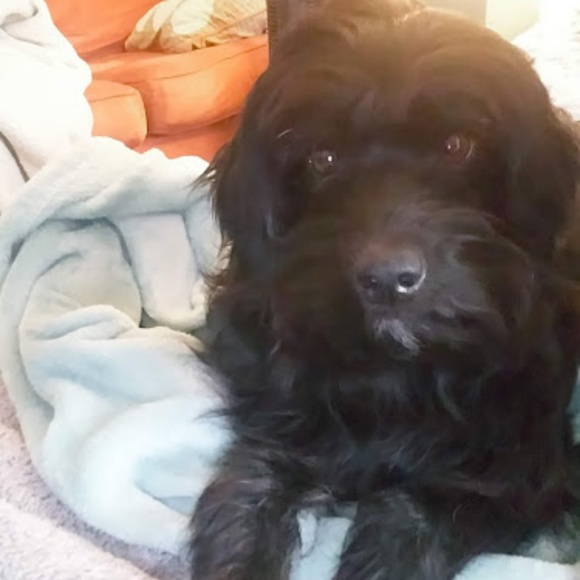 Meet your Posher, Lauren - Picture 1 of 3